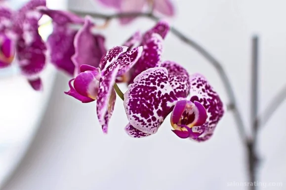 Orchid Salon & Spa, Fayetteville - Photo 2