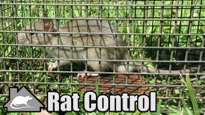 Fort Collins Rat Control, Fort Collins - Photo 4