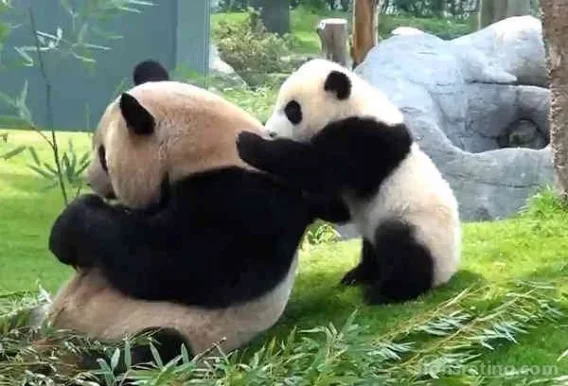 Lucky Panda Massage, Los Angeles - Photo 2